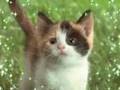 My clan, Grassclan! (Warrior cats)