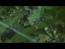 Wired Science 5: Rainforests of the World