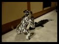 AIBO ERS-7 Poledance AIBO ERS-7 Poledance