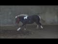 My miniature horse: Wind Walker