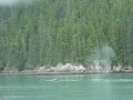 Tracy Arm Whales Uncut Tracy Arm Whales Uncut