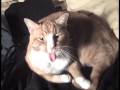 Maron v Seder: Marc's Cat Wrangling