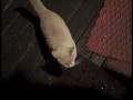 Maron v Seder: Marc's Cat Wrangling