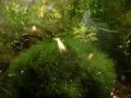 www.Shrmpking.co.uk mixed tank full of babies eating spinich Crystal red black golden snow shrimp
