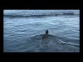 ????? Playing with dog at the beach