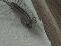 house centipede eats what looks like a spider.  these fuggers always scare the crap outta me when i see them running up a wall at 50 mph.