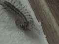 House centipede eats spider