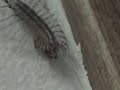 house centipede eats what looks like a spider.  these fuggers always scare the crap outta me when i see them running up a wall at 50 mph.