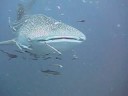 Whale Shark Pt 2 Sail Rock Whale Shark Pt 2 Sail Rock