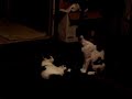 my 2 cats fighting