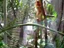 cute orange monkeys
