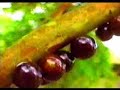 MATA ATL�NTICA - Desenvolvimento Sustent�vel - Parte 2