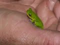 Cooloola Wallum Frogs