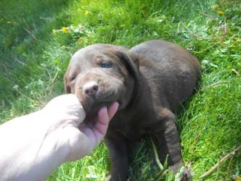 Danny at 4 weeks old