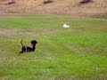 Diesel VS plastic bag