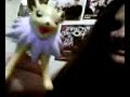 Pokemon!