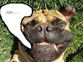 Funny cats,?mieszne koty,drollig katze Funny cats,?mieszne koty,drollig katze