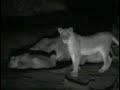 Lions at Pete\ Lions at Pete\