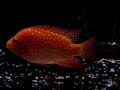 red texas cichlid