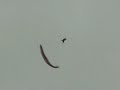 Super Sunic Acro paragliding