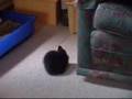 The big bunny house