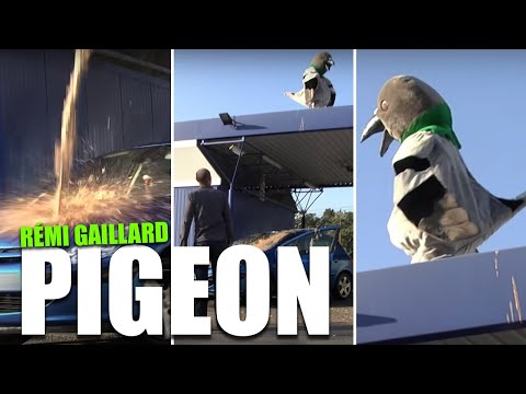 PIGEON (REMI GAILLARD)