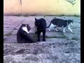Funny cats - cats quarrel, śmieszne koty - kocia kłótnia