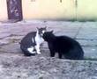 Funny cats - cats quarrel, śmieszne koty - kocia kłótnia