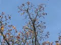 Retrenchment pruning techniques Retrenchment pruning techniques
