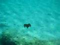 videos de UnderWater Adventures, Part. 5: The Sea Snail