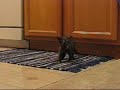Dijkstra the Tortoise Shell Kitten Takes Care of Business Dijkstra the Tortoise Shell Kitten Takes Care of Business