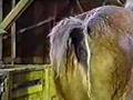 Horse Farts During Interview