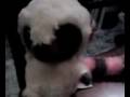 videos de Frickin' Cute Laughing Critter!