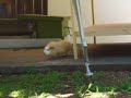 A Very Happy Guinea Pig