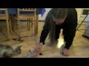 Catnip Crazyness, vol 2
