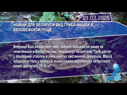 Новостная лента Телеканала Интекс 01.03.25.