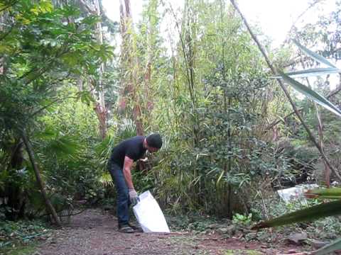 how to fertilize bamboo