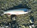 videos de part 2 male dolly varden with spawning colors