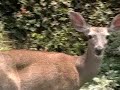 Deer at my Birdfeeder
