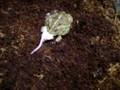 videos de RE: natienf's reptile contest