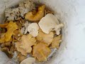 Different varieties of edible mushrooms. Different varieties of edible mushrooms.