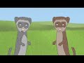 ferrets