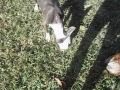 Hercules Growing Up