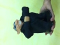 ���� �����