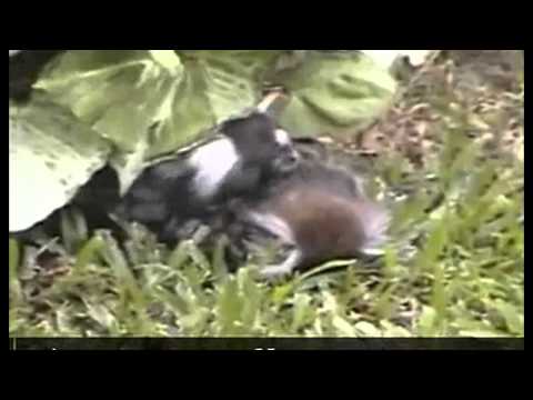 Heartbreaking moment male marmoset embraces his dying partner cares for partner