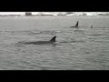 Orcas asesinas en la antártica