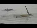 Killer Whales Antarctica Killer Whales Antarctica