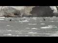 Killer Whales Antarctica