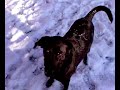 cassie in the snow in my garden