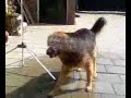Onze Hond Max Onze Hond Max